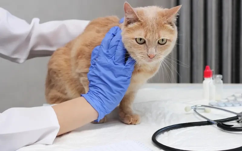 When Every Second Counts: Understanding 24/7 Emergency Veterinary Care for Your Pet