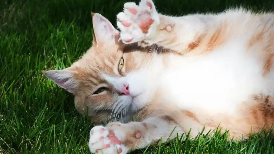 Why Professional Dental Cleaning Is Essential for Your Pet