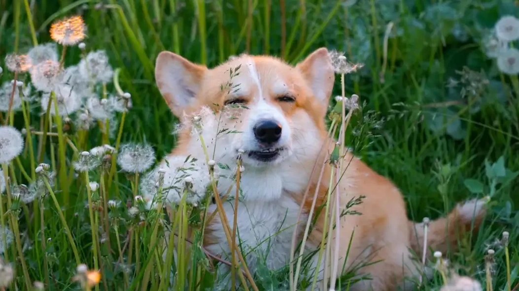 Your Pet Won’t Stop Itching? Santa Rosa Pollen May Be the Cause