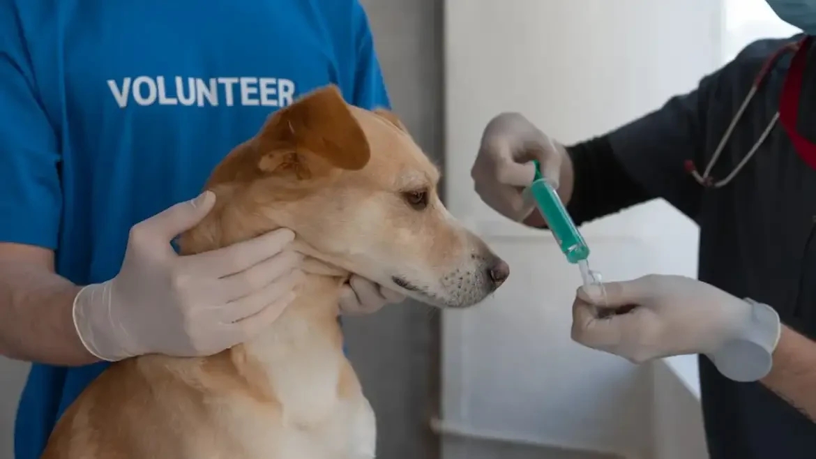 How to Calm an Anxious Pet Before a Vet Visit  -  Vet Approved Tips