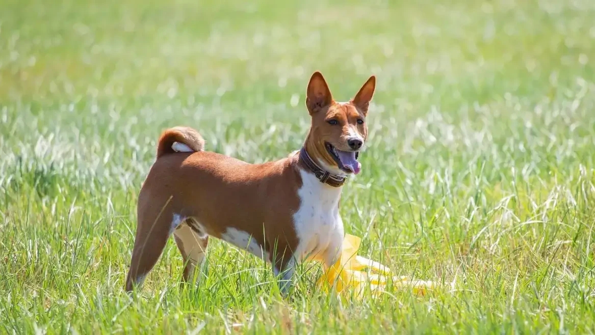 Dog Safety: Myths vs Facts for Santa Rosa Pet Owners