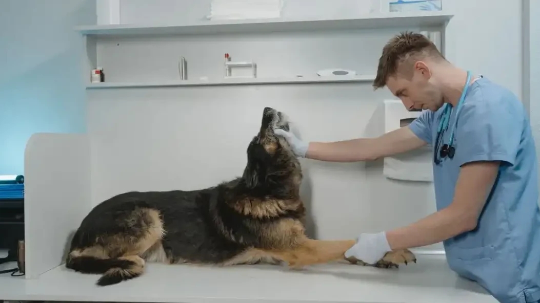 Your Dog Limps at Home but Walks Fine at the Vet. Here’s Why.