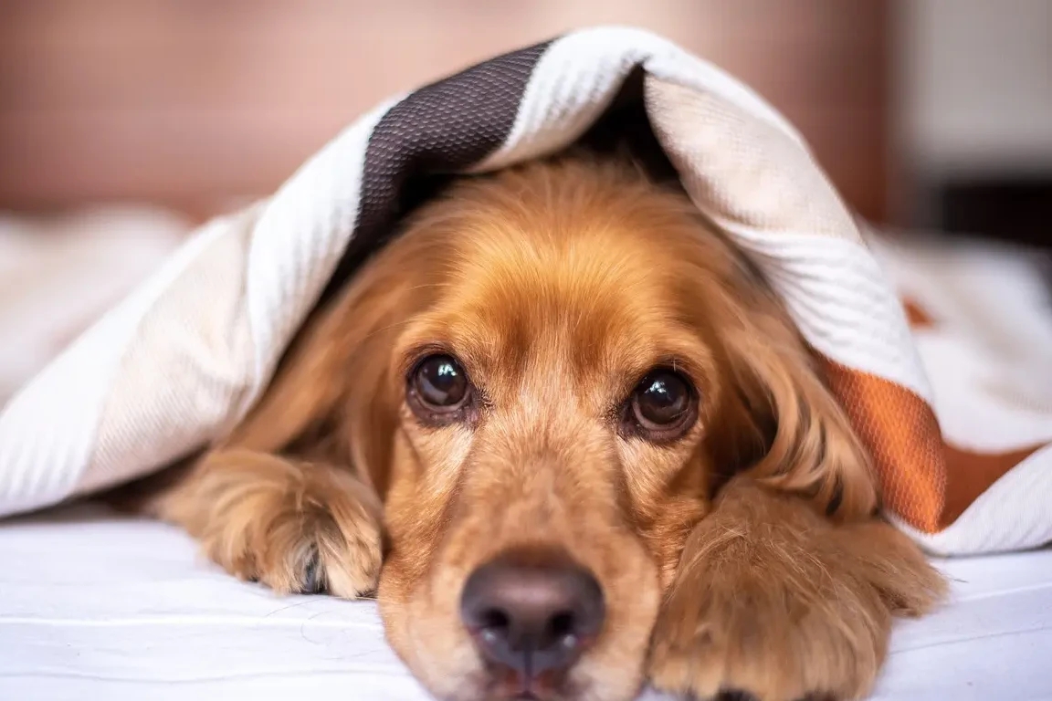 Wildfire Smoke and Your Pet: What a Santa Rosa Vet Wants You to Know