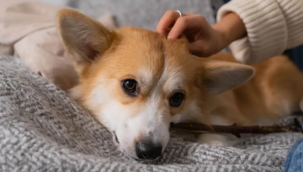 Why Is My Dog Shaking? Common Causes and When to Worry