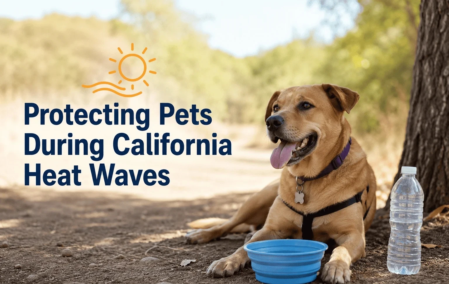 Protecting Pets During California Heat Waves