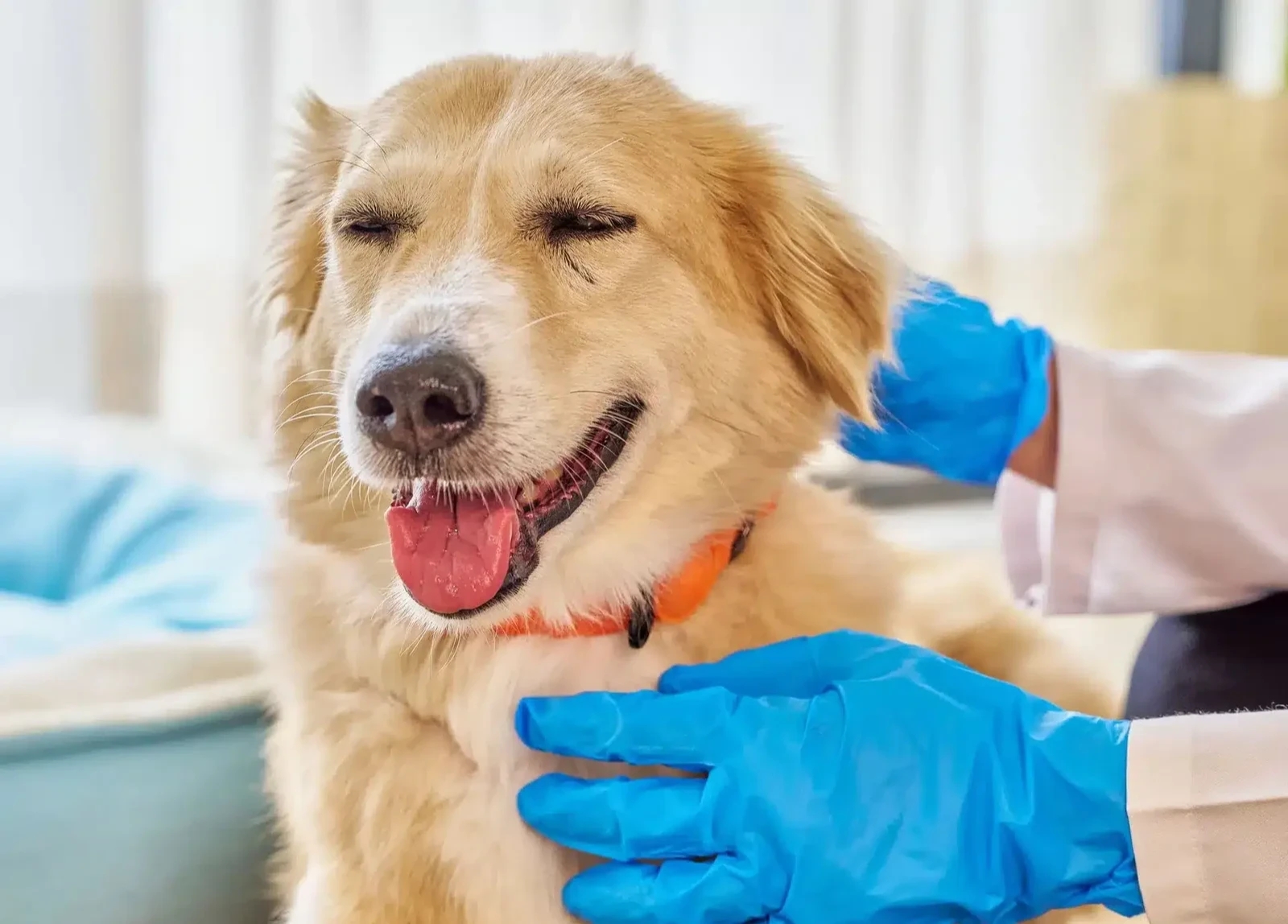 Veterinary Pathology Explained: How Diseases Are Diagnosed in Animals