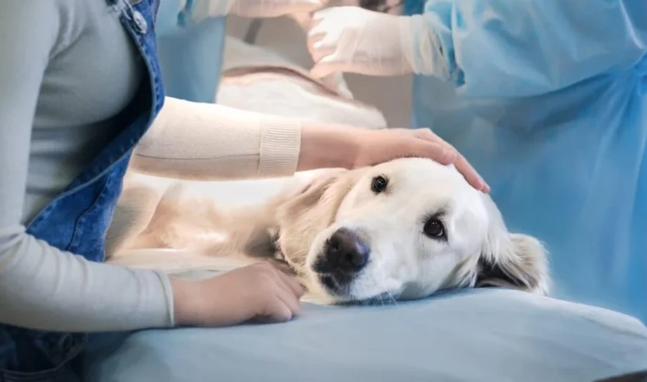 Same-Day Vet Appointments: When You Need Immediate Care for Your Pet