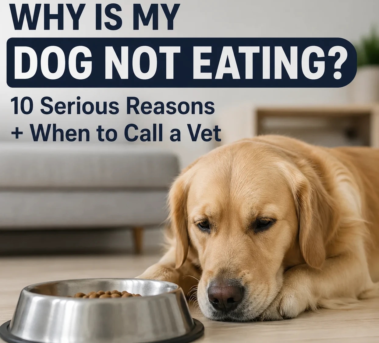 Why Is My Dog Not Eating? 10 Serious Reasons + When to Call a Vet