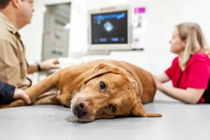 Veterinary Internal Medicine Explained: Advanced Diagnosis and Long-Term Care for Pets