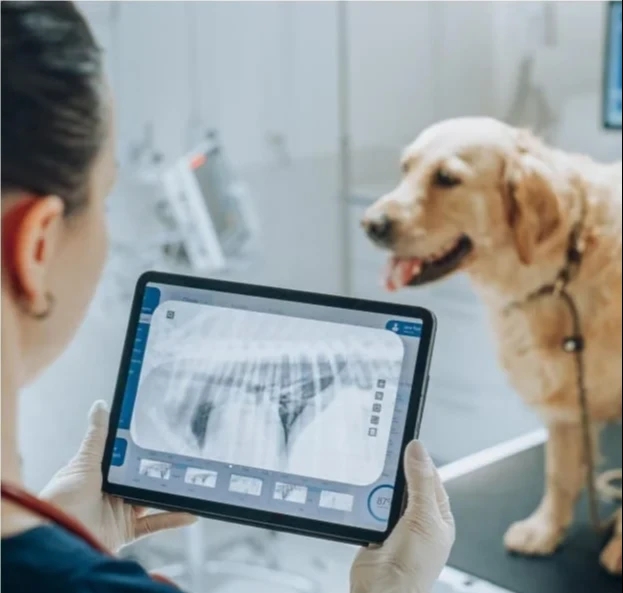 Veterinary Digital Radiology Explained