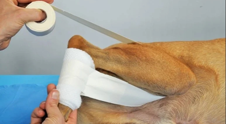 Canine Joint Dislocations: Causes, Symptoms, Diagnosis, Treatment, and Recovery