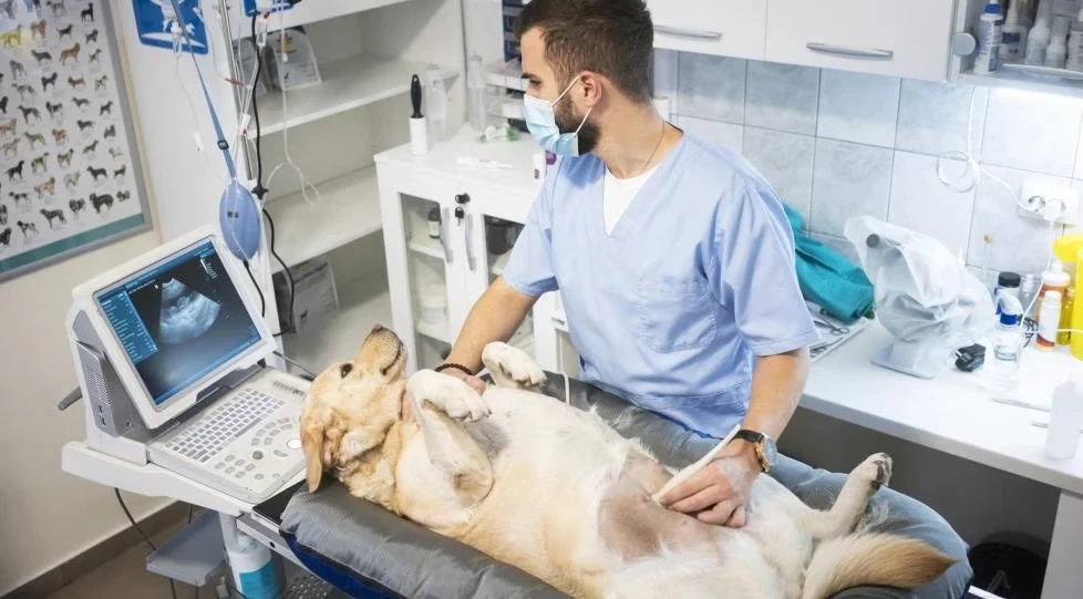 Abdominal Ultrasound for Pets: A Safe, Painless Way to See What’s Inside