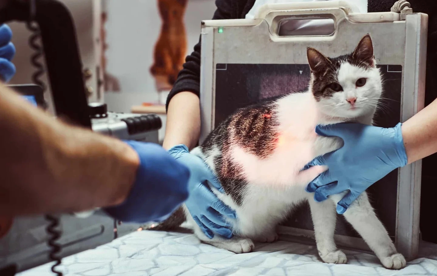 When to Rush Your Pet to the Emergency Vet: A Critical Care Guide