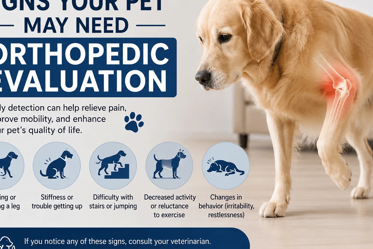When Does My Pet Need Ultrasound?