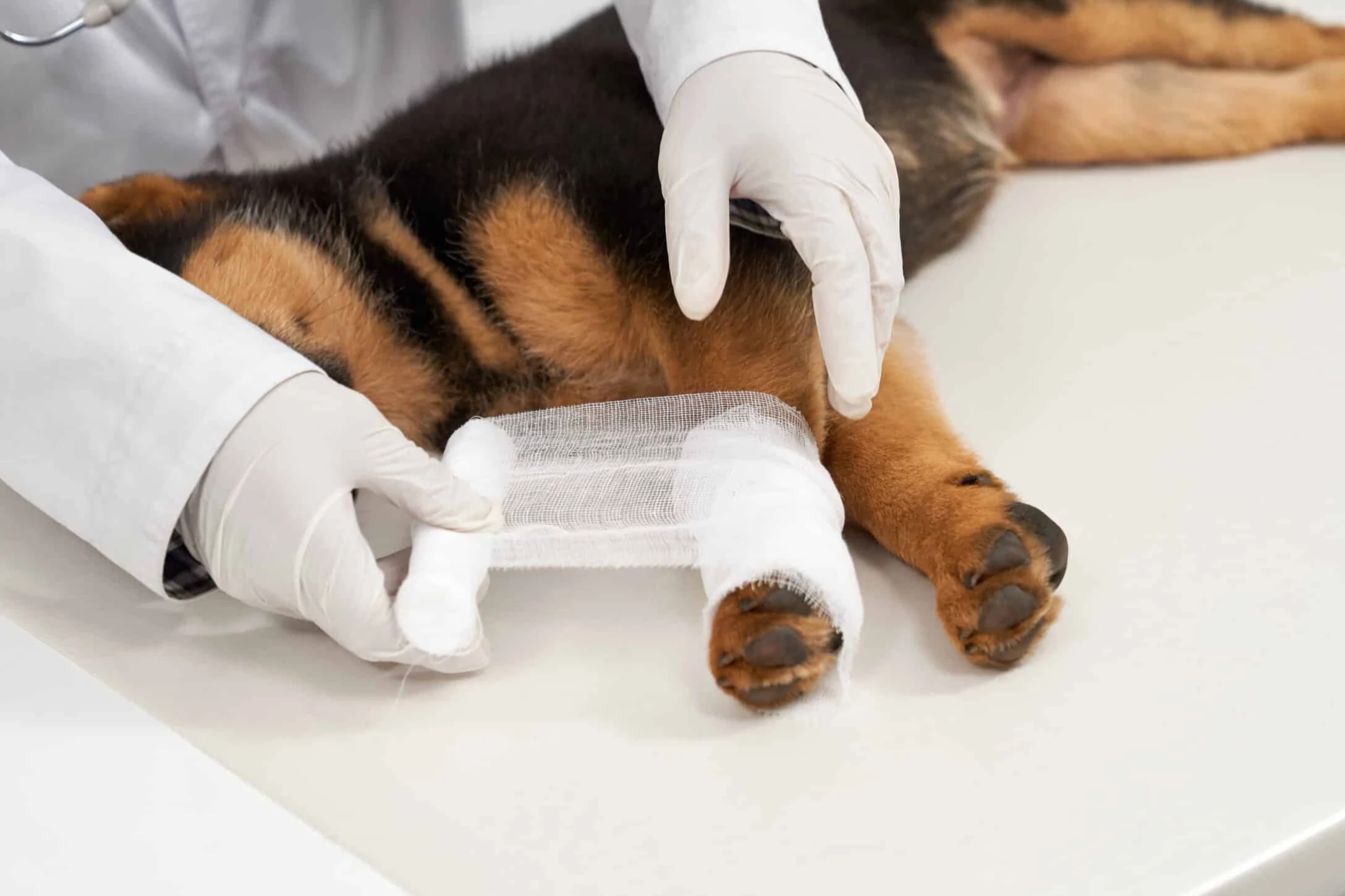 Managing Anaesthesia in Veterinary Patients with Septic Abdomen