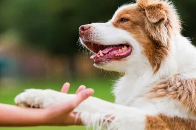 Is TPLO Surgery Right for Your Dog? A Veterinarian’s Evidence-Based Guide to CCL Injuries