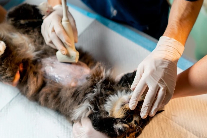 Spine Surgery & Herniated Disc Surgery in Pets