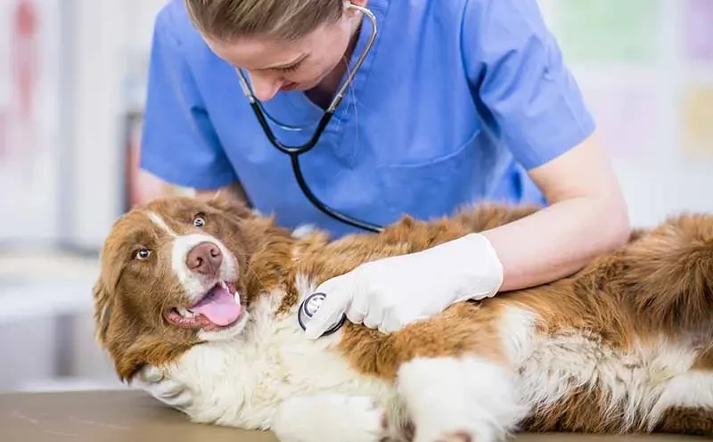 The Power of Preventive Veterinary Care: Keeping Your Pet Healthy for Life
