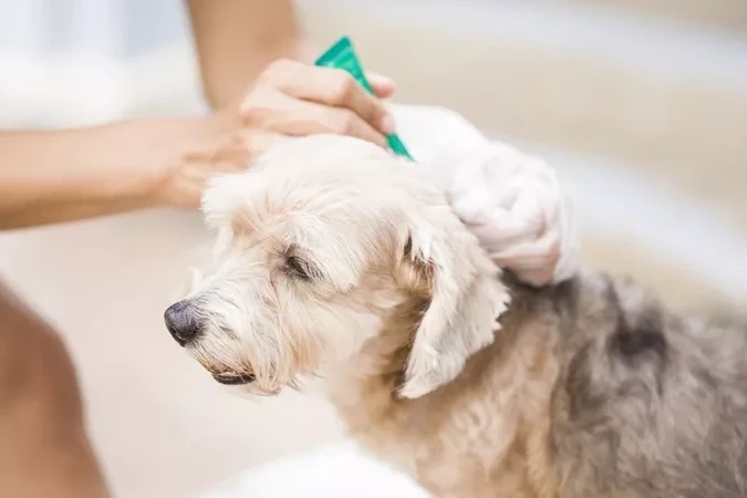 Mosquito Season & Heartworm Prevention veterinary newsletters