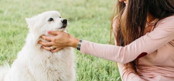 Essential Tips for Preventing Heatstroke and Keeping Your Pets Safe in Hot Weather veterinary newsletters