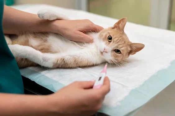 Late Summer Hikes and Yard Play Bring Hidden Dangers veterinary newsletters