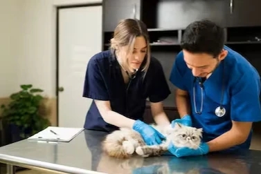 Why Pet Dental health Matters veterinary newsletters