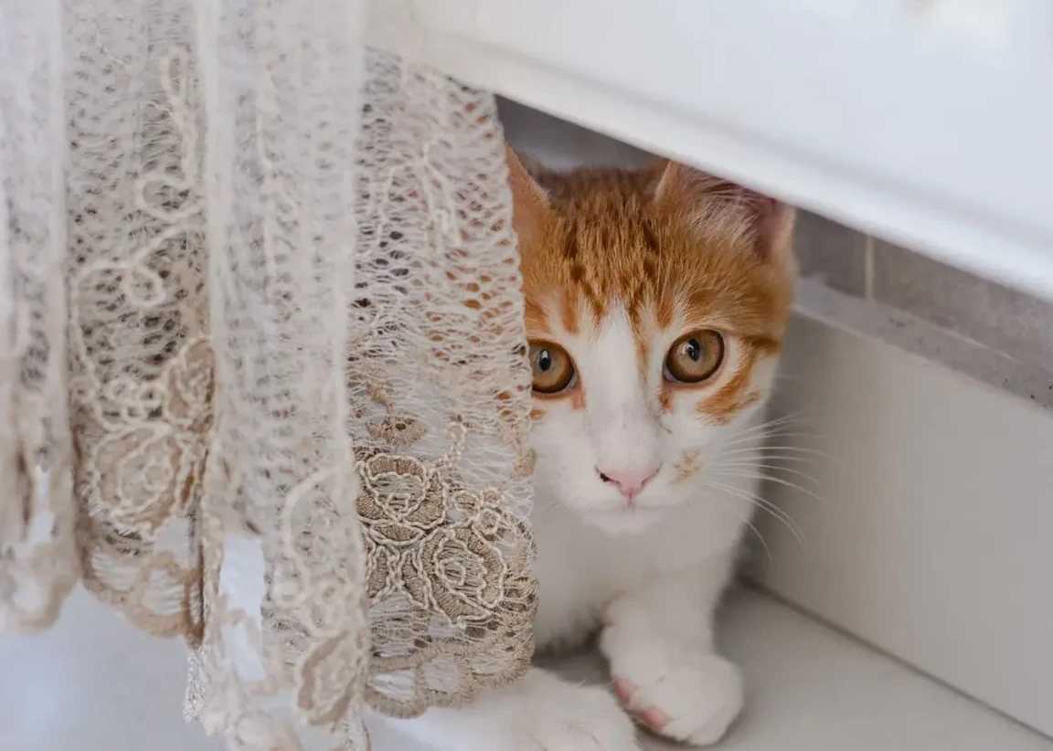 Why Is My Cat Hiding More Than Usual? A Vet's Guide to When It Signals Illness