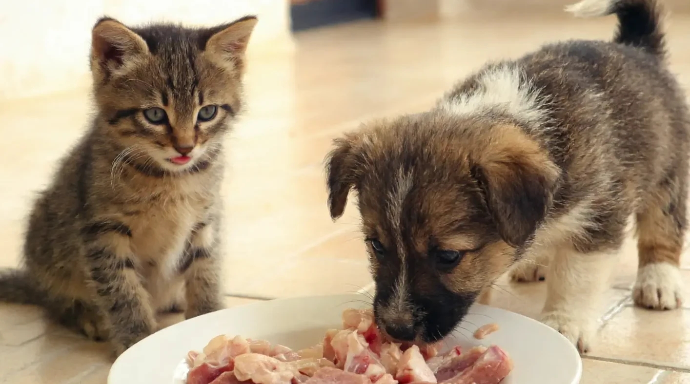 How Much Should My Dog or Cat Eat? A Vet-Approved Portion Guide