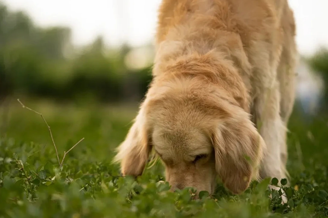 Why Does My Dog Eat Grass? Is It Normal?