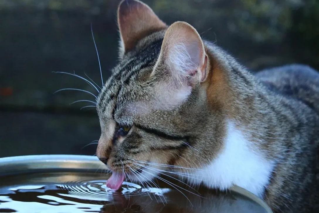 Why Is My Cat Drinking So Much Water?