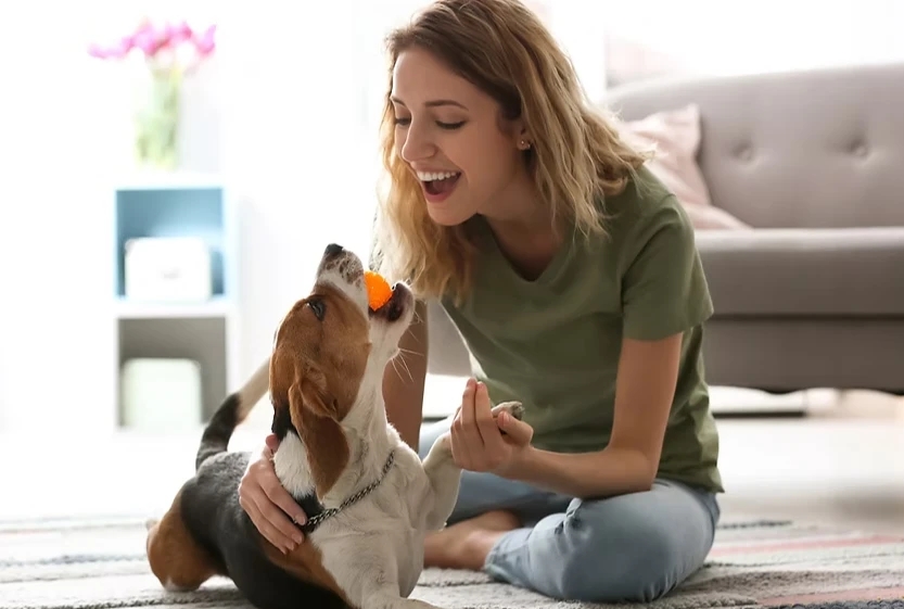The Cast Care Chronicles: Your Complete Guide to Managing Your Pet’s Splint or Cast