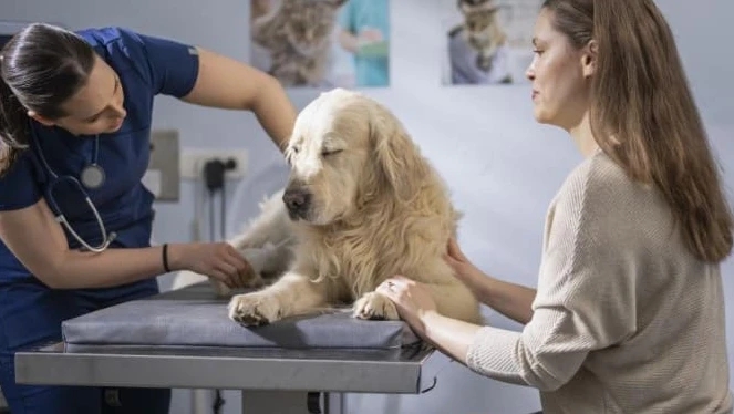 Canine Parvovirus (Parvo): Symptoms, Treatment, Survival, and Prevention