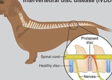 Splenectomy & Splenic Tumors in Pets