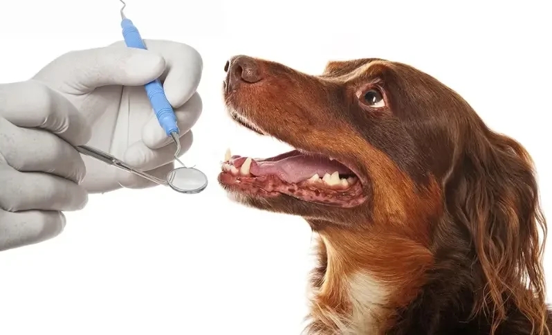 🦷 Dental Health for Pets: Why Oral Care Is Just as Important as Vaccinations 🐾