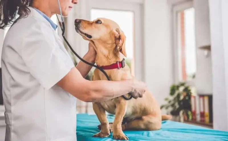 The Ultimate Year-Round Pet Health Checklist: Seasonal Care Tips for Sacramento Dogs & Cats 🐶🐱