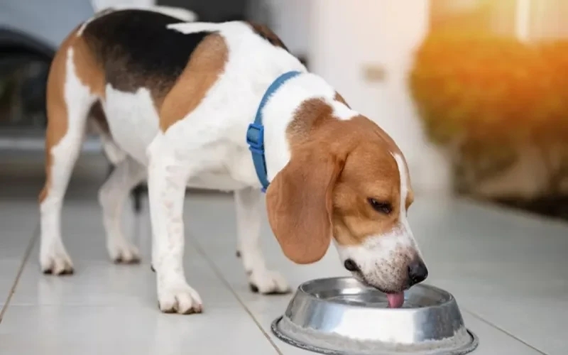 Essential Tips for Preventing Heatstroke and Keeping Your Pets Safe in Hot Weather veterinary newsletters