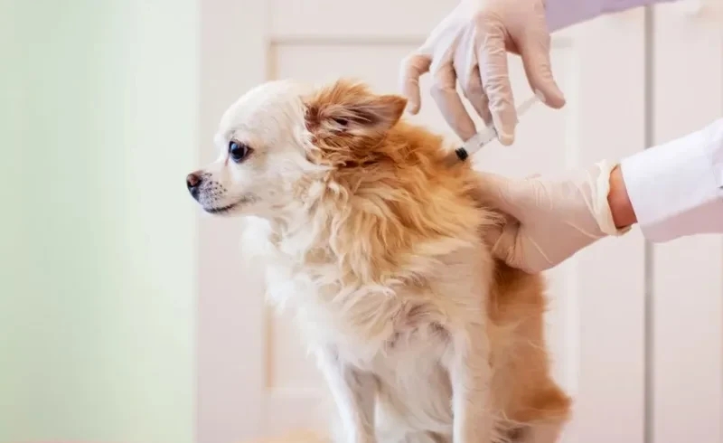 Why Fleas & Ticks Are a Year-Round Threat veterinary newsletters