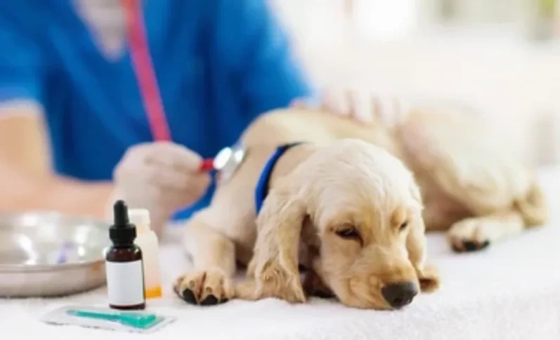 Be Ready When It Matters Most – Emergency Care for Your Pet