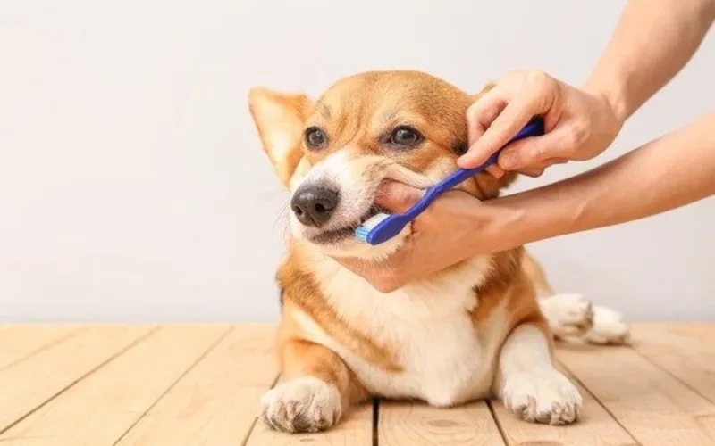 Why Pet Dental health Matters veterinary newsletters