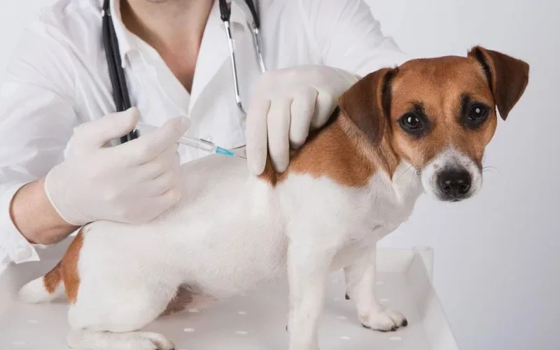 Summer Vaccine Boosters: Don’t Let Travel Delay Dog Care veterinary newsletters