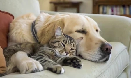 Senior Pet Month: Proactive Care for Aging Dogs & Cats