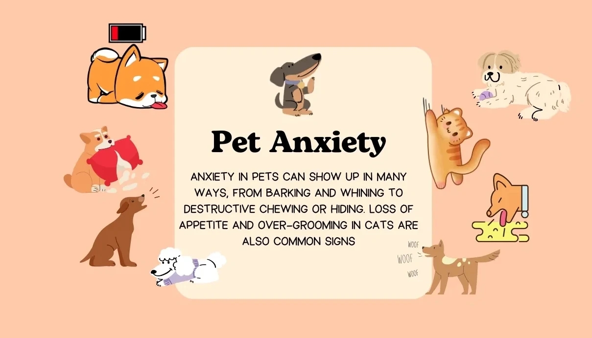 🐾  Understanding Pet Anxiety – How to Recognize and Help Your Companion
